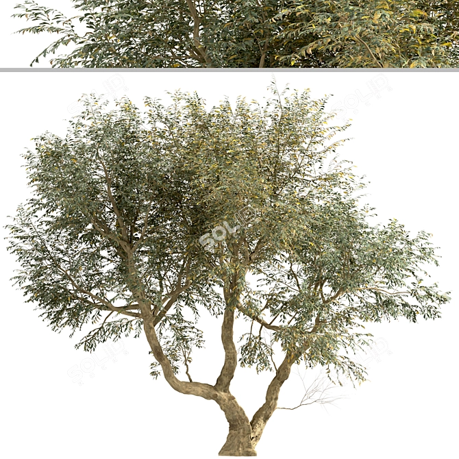 Mediterranean Bliss: Pair of Olive Trees 3D model image 2