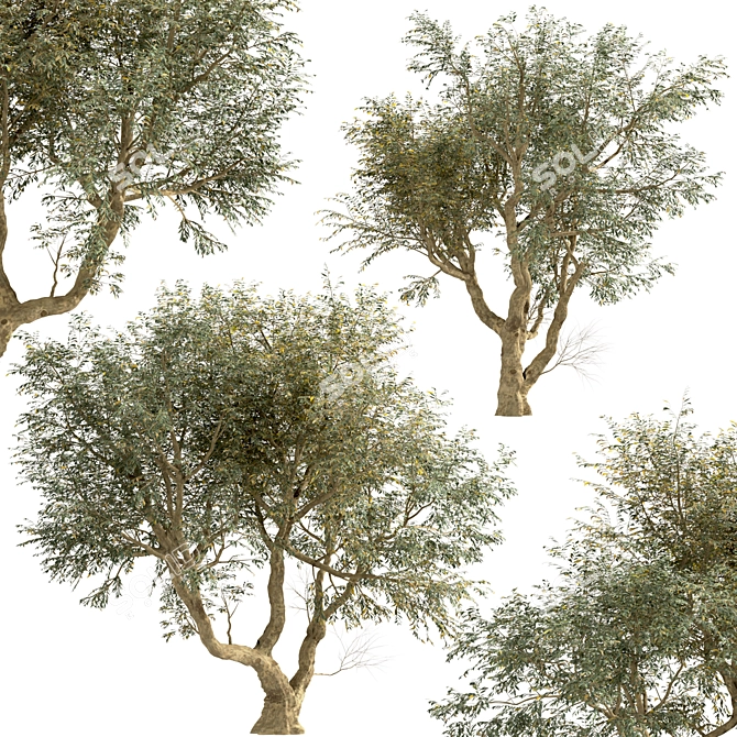 Mediterranean Bliss: Pair of Olive Trees 3D model image 3