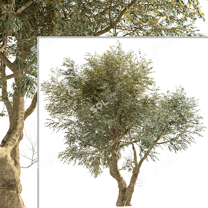 Mediterranean Bliss: Pair of Olive Trees 3D model image 4
