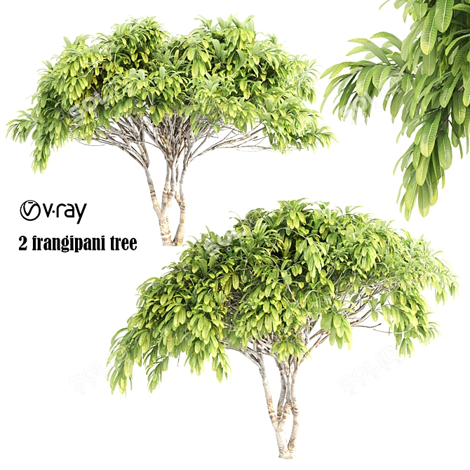 Tropical Duo: Frangipani Trees 3D model image 1