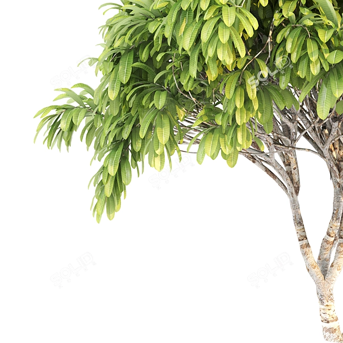 Tropical Duo: Frangipani Trees 3D model image 2