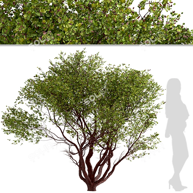 Arctostaphylos Tree Set: 2 Manzanita Trees 3D model image 2