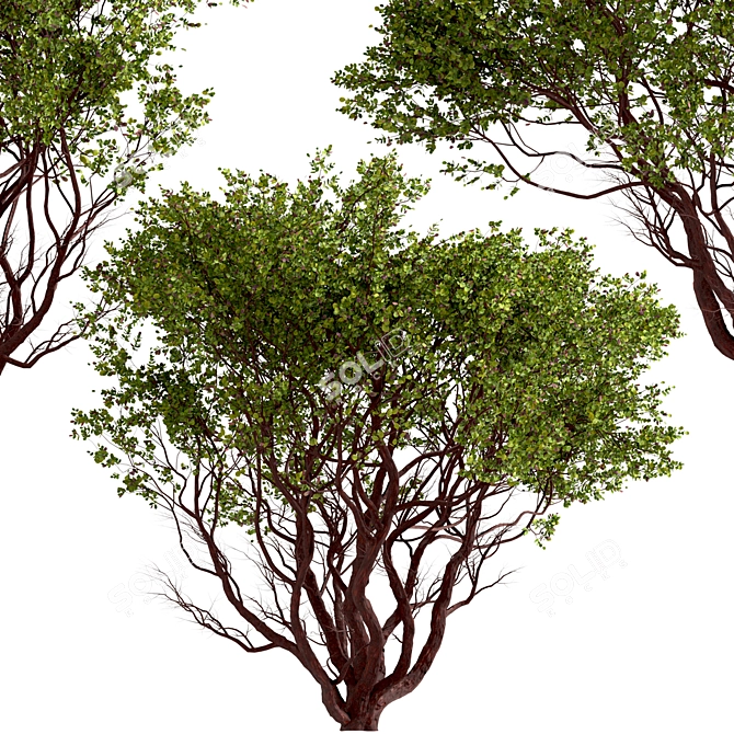 Arctostaphylos Tree Set: 2 Manzanita Trees 3D model image 5