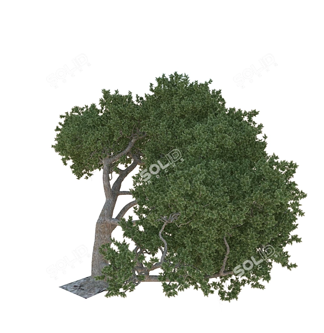 Cedar Tree: A Natural Beauty 3D model image 1