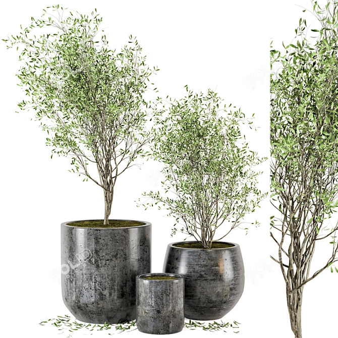 Dark Concrete Pot Outdoor Plant Set 3D model image 1