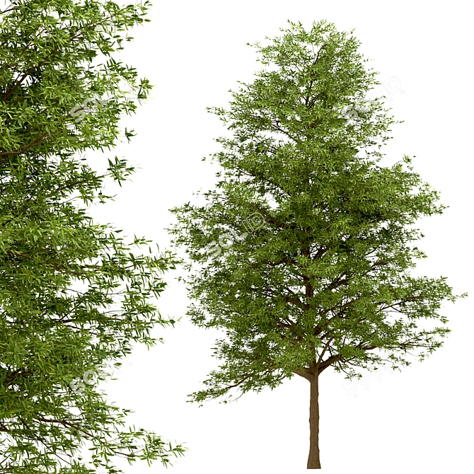 Willow Oak Trees - Autumn Beauty (2 Trees) 3D model image 6