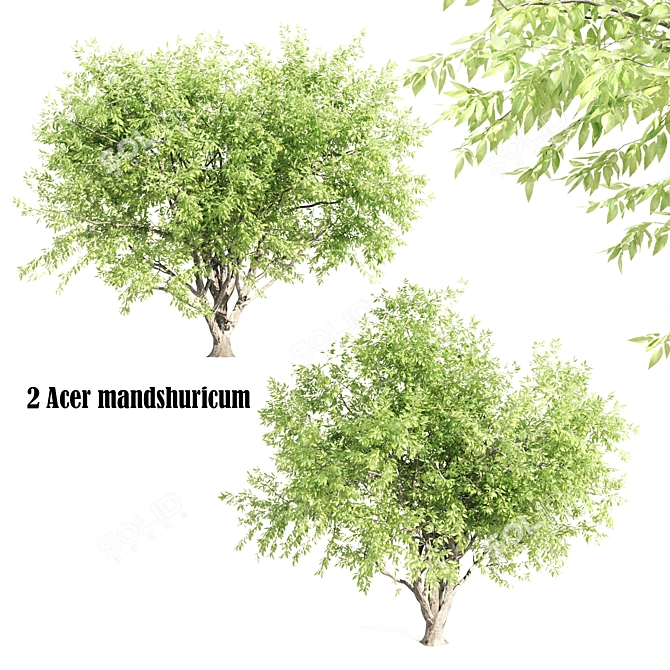 Beautiful Acer mandshuricum Trees 3D model image 1