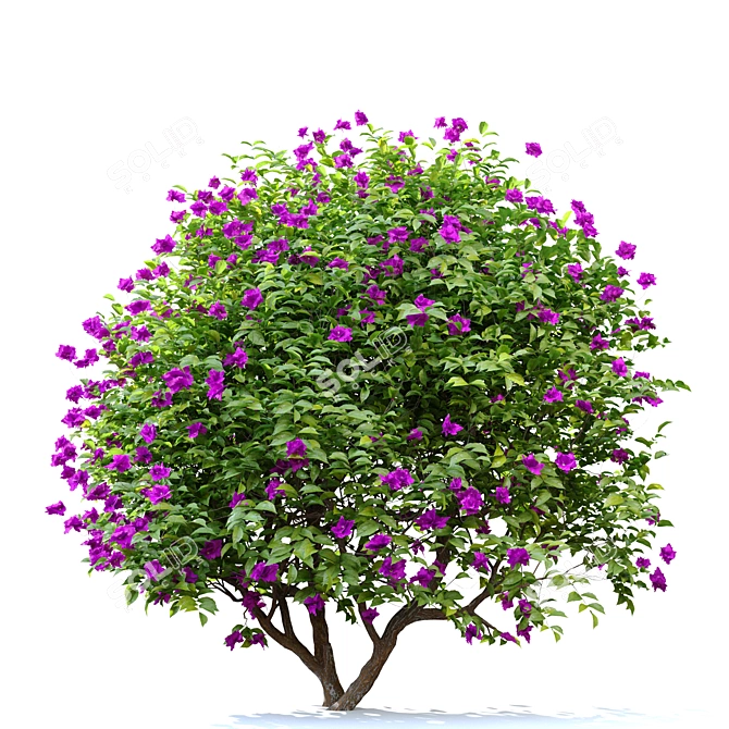 Vibrant Bougainvillea Flower 3D model image 4