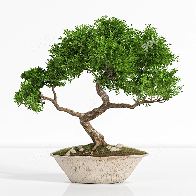2015 Bonsai Plant - Premium Quality 3D model image 1