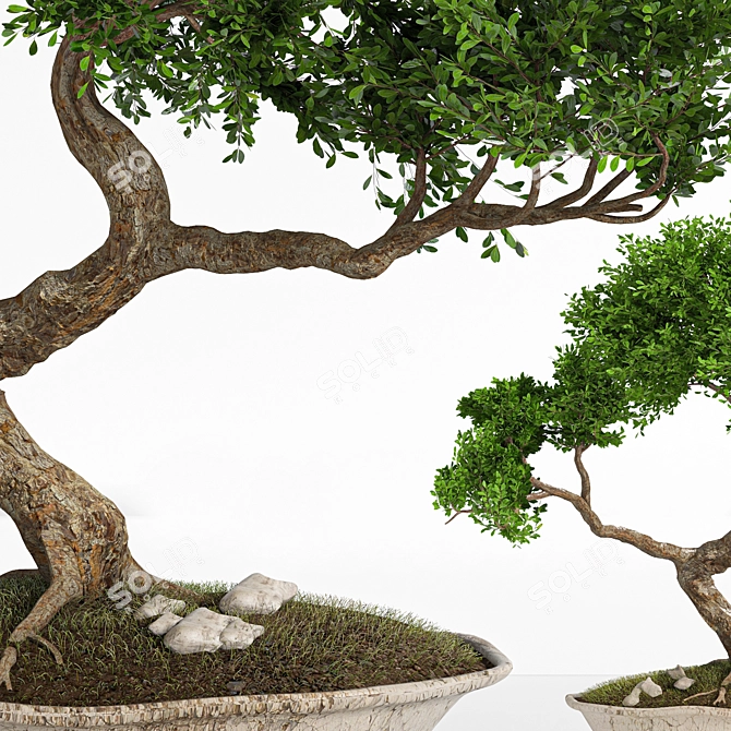 2015 Bonsai Plant - Premium Quality 3D model image 3