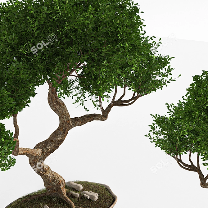 2015 Bonsai Plant - Premium Quality 3D model image 4