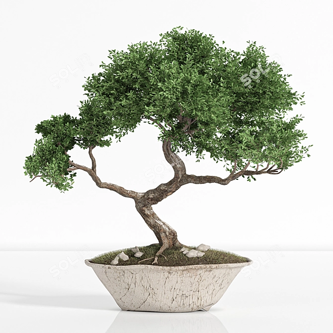 2015 Bonsai Plant - Premium Quality 3D model image 6