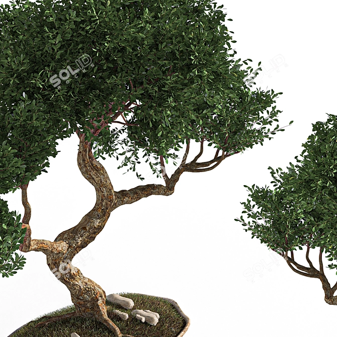 2015 Bonsai Plant - Premium Quality 3D model image 8
