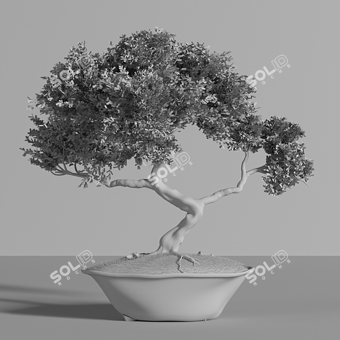 2015 Bonsai Plant - Premium Quality 3D model image 9