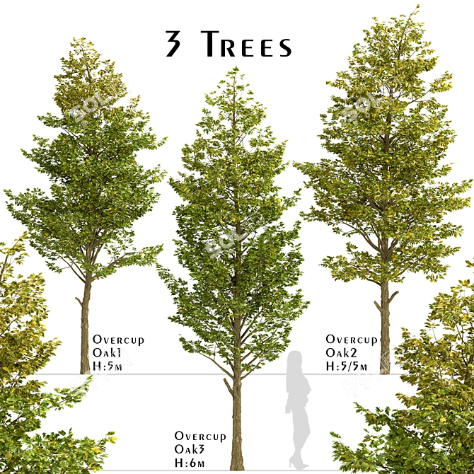 Set of Overcup Oak Trees (3 Trees) 3D model image 1