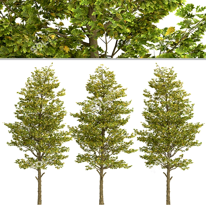 Set of Overcup Oak Trees (3 Trees) 3D model image 4