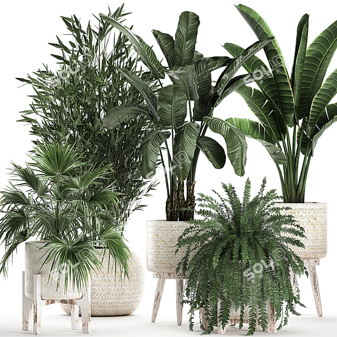 Exotic Plant Collection 791 3D model image 1