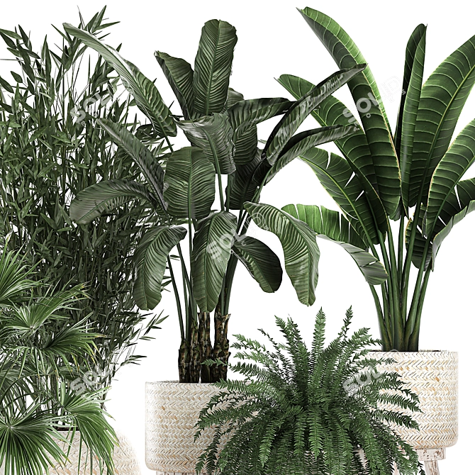 Exotic Plant Collection 791 3D model image 4