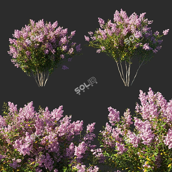 Exquisite Myrtle Lagerstroemia Indica 3D model image 1