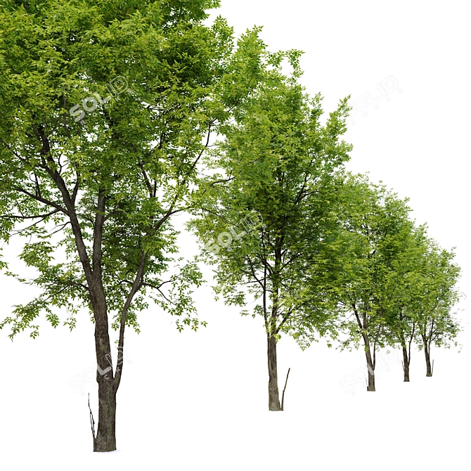  Fraxinus Americana White Ash 3D model image 2