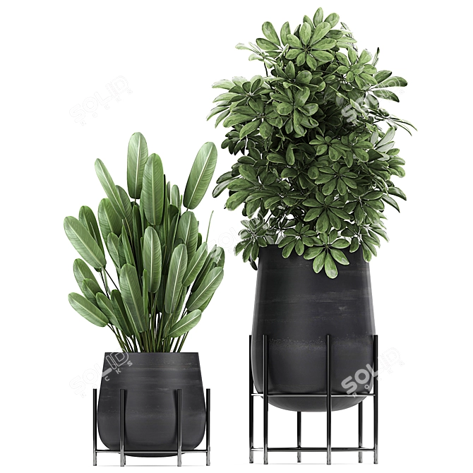Tropical Plant Collection in Black Pots 3D model image 4