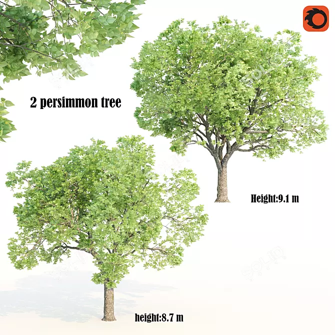 3dsmax2013 Corona Persimmon Trees 3D model image 1