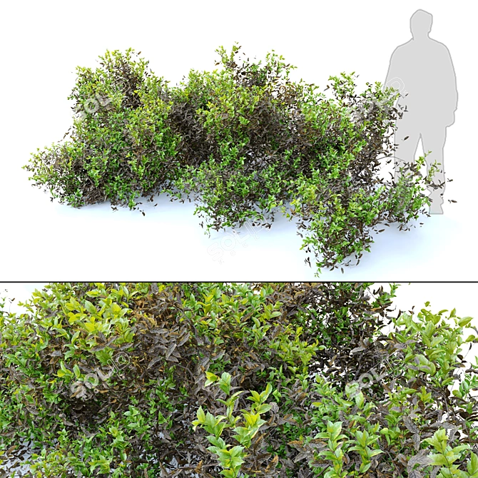 Lush and Durable Foliage Bush 3D model image 1