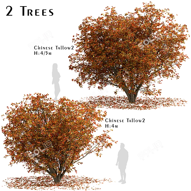 Chinese Tallow Tree Set: Spectacular Fall Colors 3D model image 1