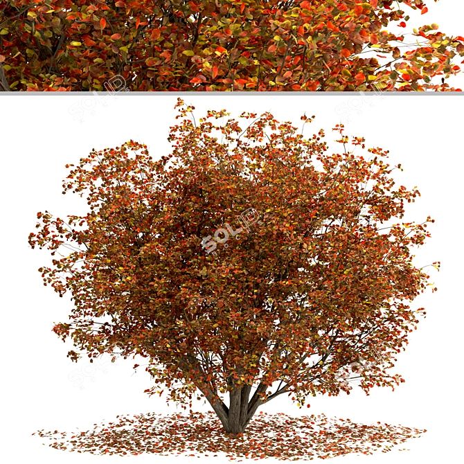 Chinese Tallow Tree Set: Spectacular Fall Colors 3D model image 3