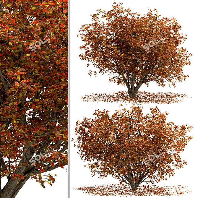 Chinese Tallow Tree Set: Spectacular Fall Colors 3D model image 4