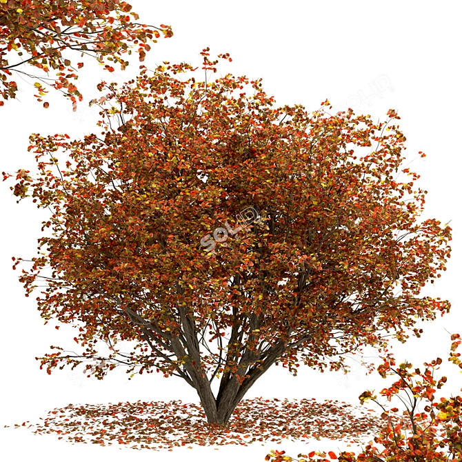 Chinese Tallow Tree Set: Spectacular Fall Colors 3D model image 6