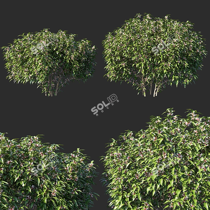 Sarcococca Hookeriana Tree: Elegant Indoor Plant 3D model image 1