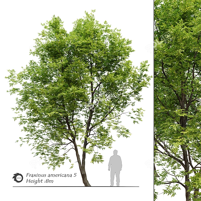 Fraxinus americana: White Ash Tree 3D model image 1