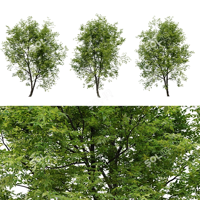 Fraxinus americana: White Ash Tree 3D model image 2