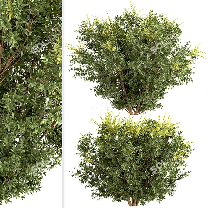 Wintergreen Barberry Trio: Beautiful Berberis julianae Shrubs 3D model image 3