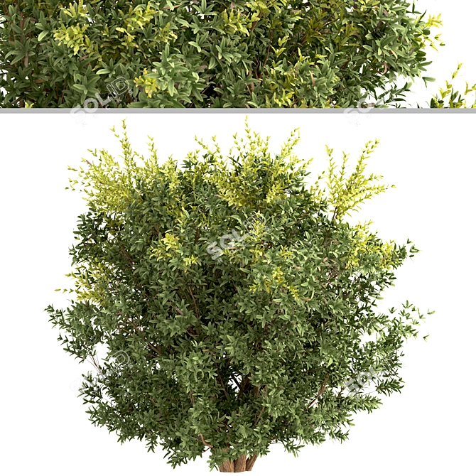 Wintergreen Barberry Trio: Beautiful Berberis julianae Shrubs 3D model image 4