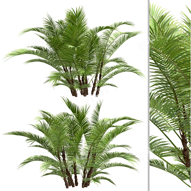 Dwarf Sugar Palm Set: Tropical Paradise (2 Trees) 3D model image 5