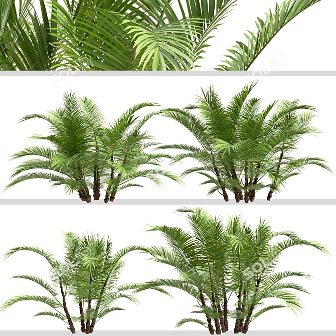 Dwarf Sugar Palm Set: Tropical Paradise (2 Trees) 3D model image 6
