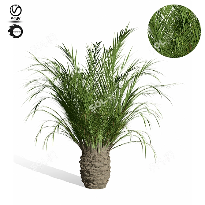 Tropical Paradise: Palm Tree 9s 3D model image 1