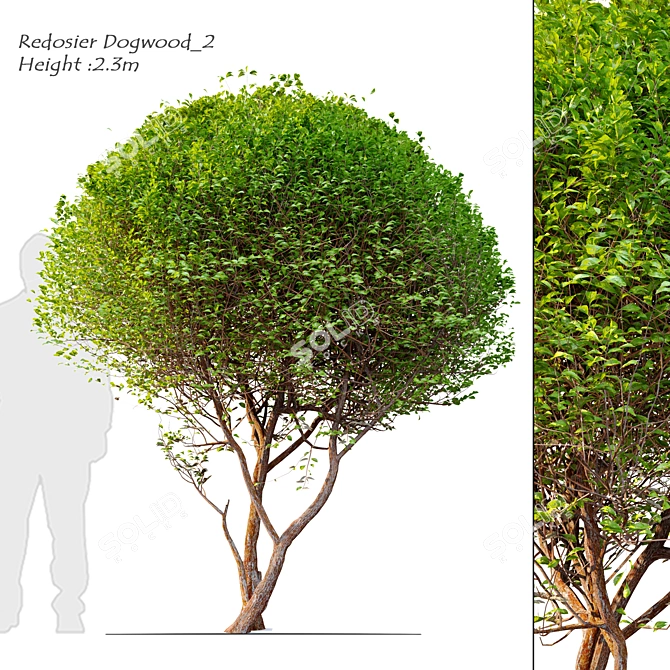 Vibrant Redosier Dogwood Tree 3D model image 1