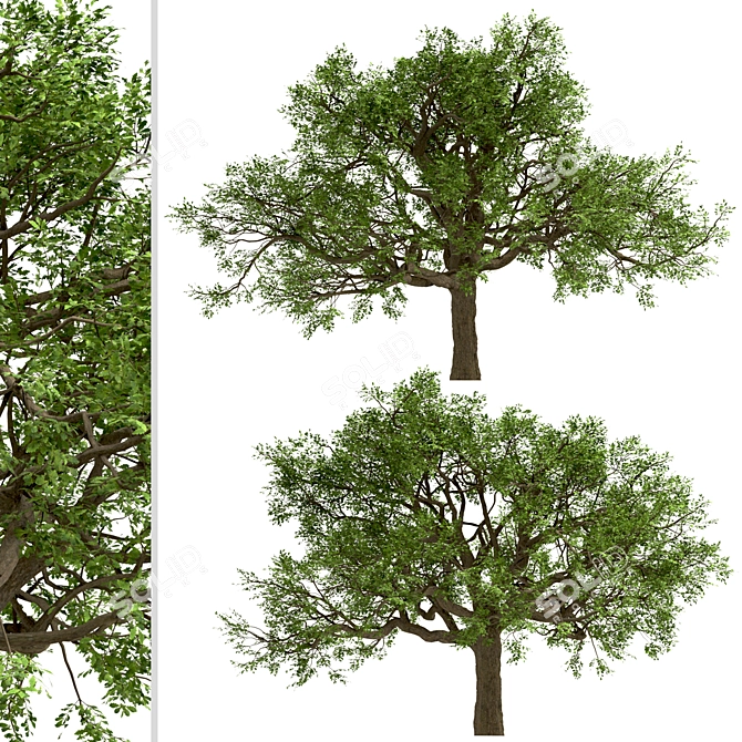  Majestic White Oak Trees (2 Pack) 3D model image 2