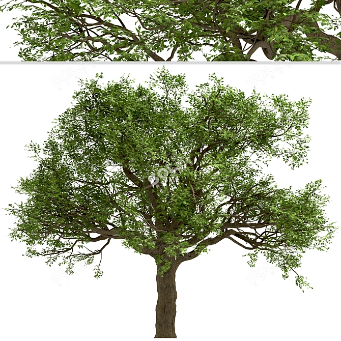  Majestic White Oak Trees (2 Pack) 3D model image 5