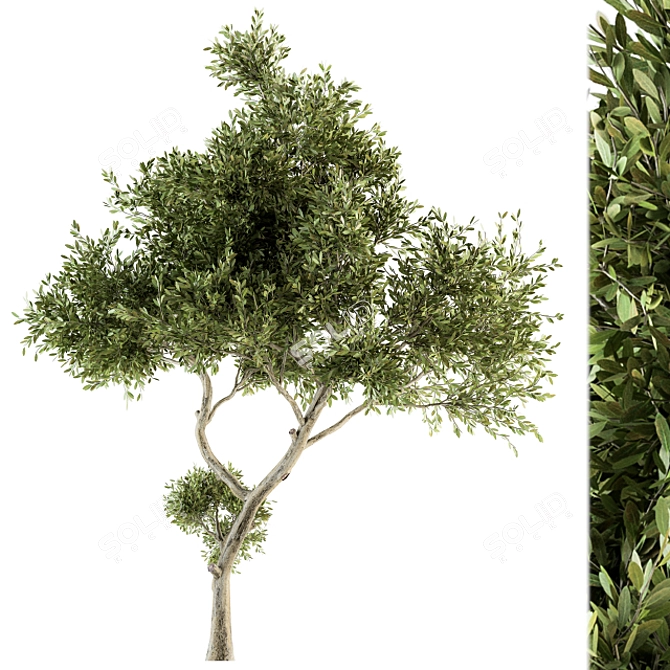 Maple Green Tree Set 29 3D model image 2