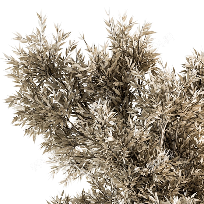  Dried Plant Set - Indoor Botanical Collection 3D model image 3