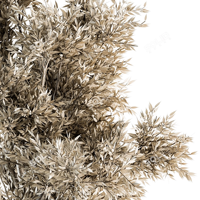  Dried Plant Set - Indoor Botanical Collection 3D model image 4