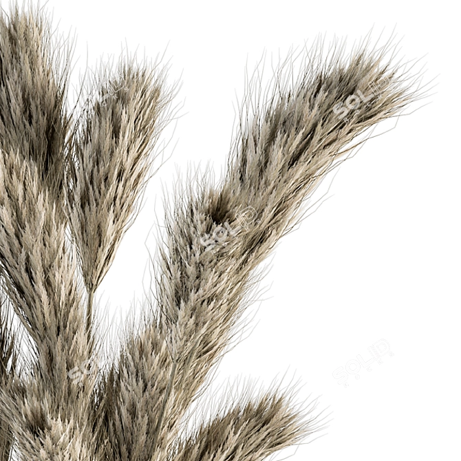 Phalaris Bouquet: Dried Botanical Charm 3D model image 3