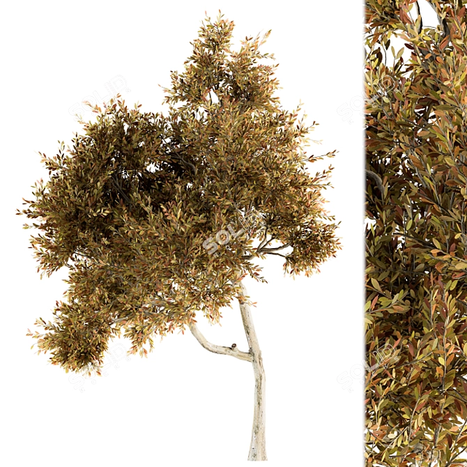 Autumn Maple Tree - Set of 35 3D model image 1