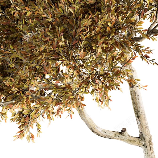 Autumn Maple Tree - Set of 35 3D model image 3