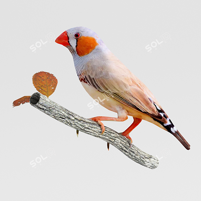 Central Australian Zebra Finch 3D model image 1