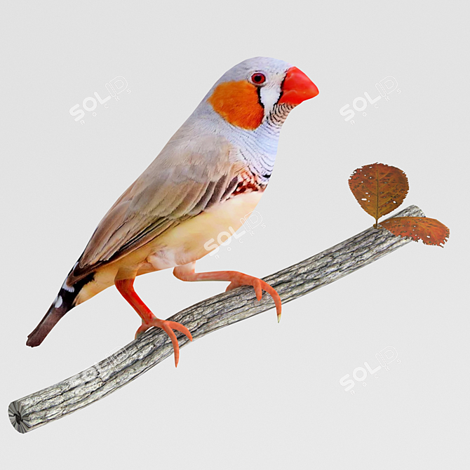 Central Australian Zebra Finch 3D model image 2